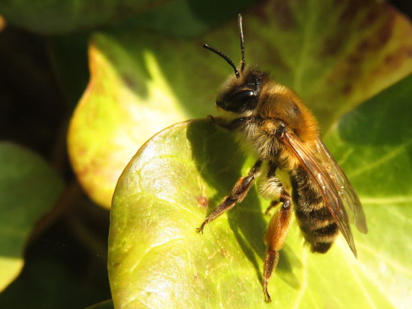 Grijze rimpelrug (Andrena tibialis) vrouwtje