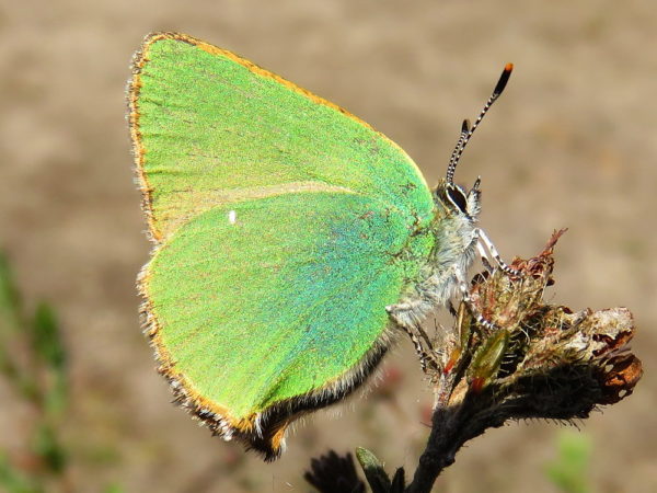 Groentje (Callophrys rubi)