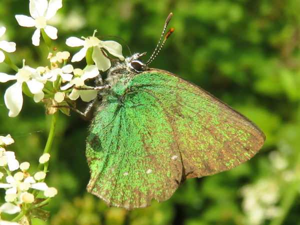 Groentje (Callophrys rubi)
