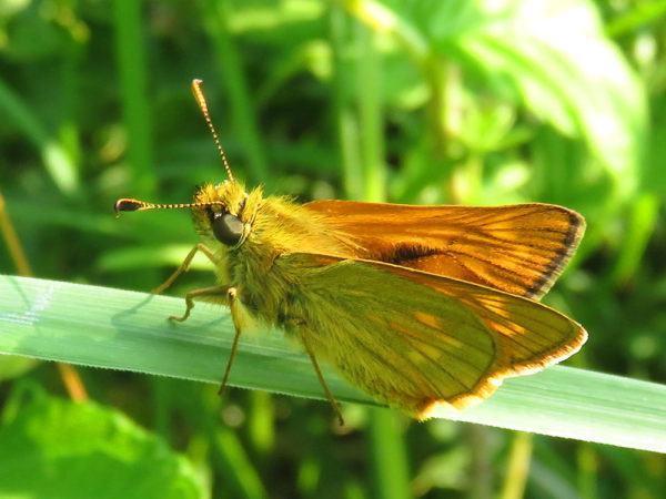 Groot dikkopje (Ochlodes sylvanus)