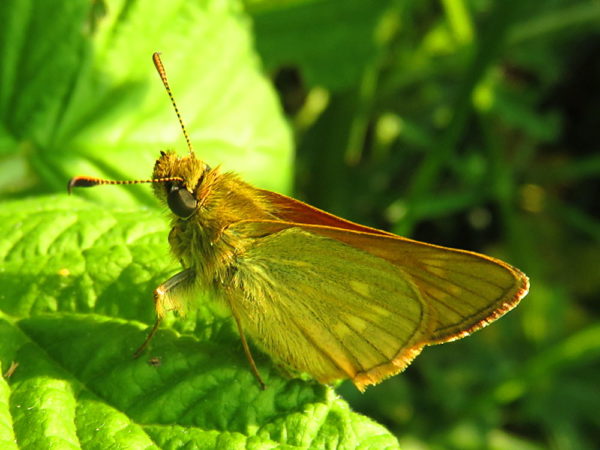 Groot dikkopje (Ochlodes sylvanus)