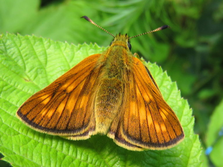 Dikkopjes | Vlinders | Natuur dichtbij