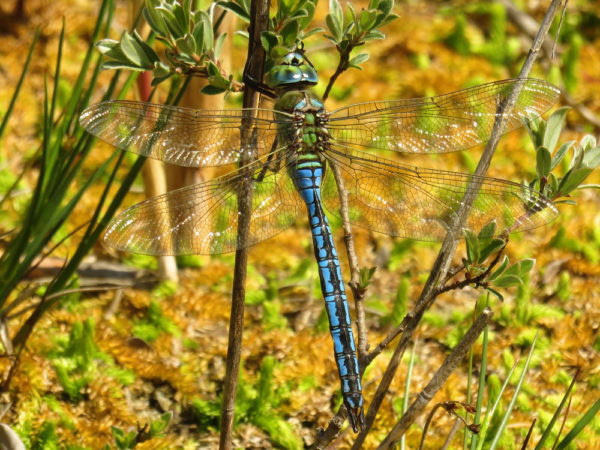 Grote keizerlibel (Anax imperator) mannetje