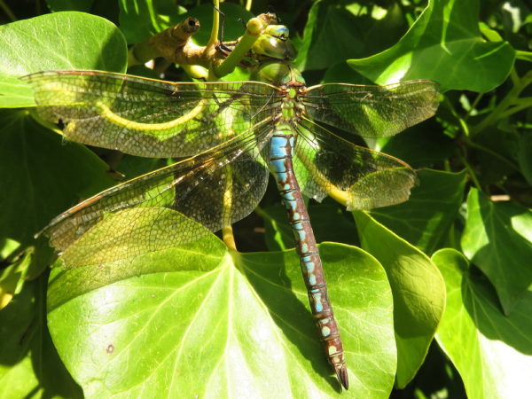 Grote keizerlibel (Anax imperator) vrouwtje