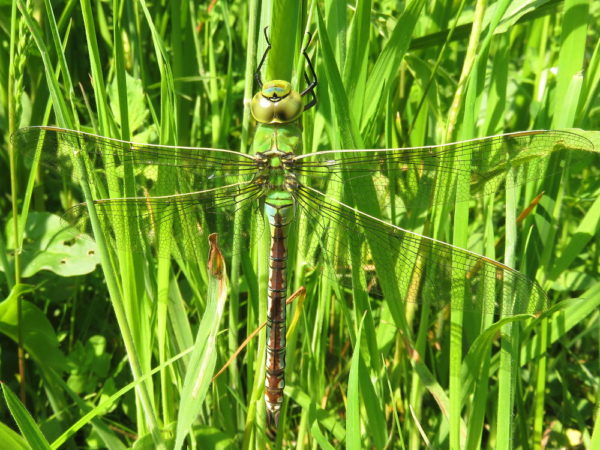 Grote keizerlibel (Anax imperator) vrouwtje