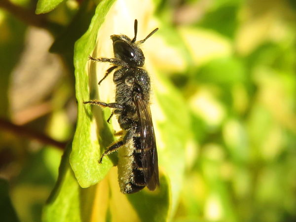 Grote Klokjesbij (Chelostoma rapunculi)