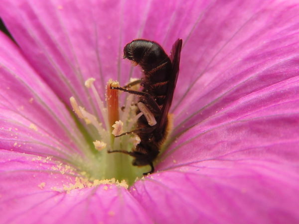 Grote klokjesbij mannetje