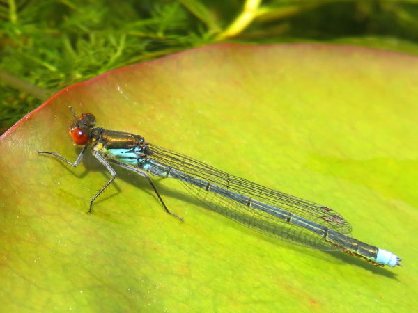 Grote roodoogjuffer (Erythromma najas) mannetje