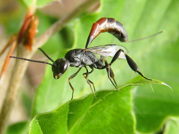Hongerwesp Gasteruption erythrostomum