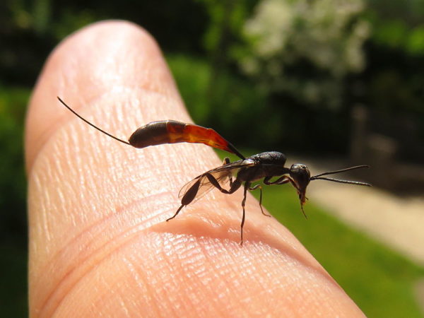 Hongerwesp Gasteruption erythrostomum