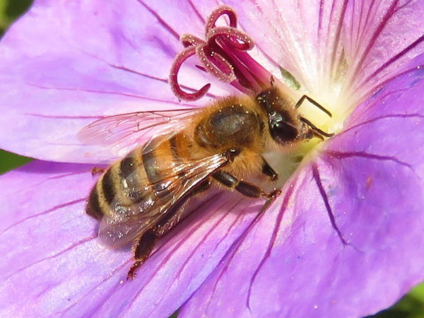 Honingbij