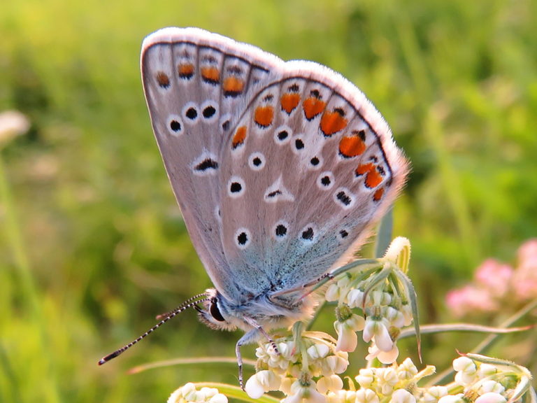 blauwtjes-vlinders-natuur-dichtbij
