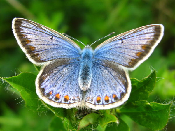 Icarusblauwtje (Polyommatus icarus) vrouwtje
