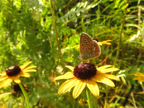 Icarusblauwtje (Polyommatus icarus) vrouwtje