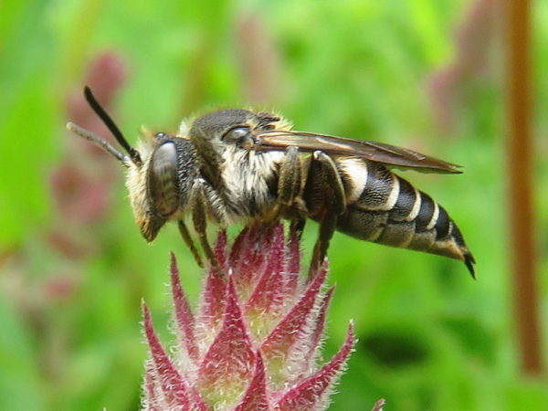 Kegelbij (Coelioxys spec.) vrouwtje