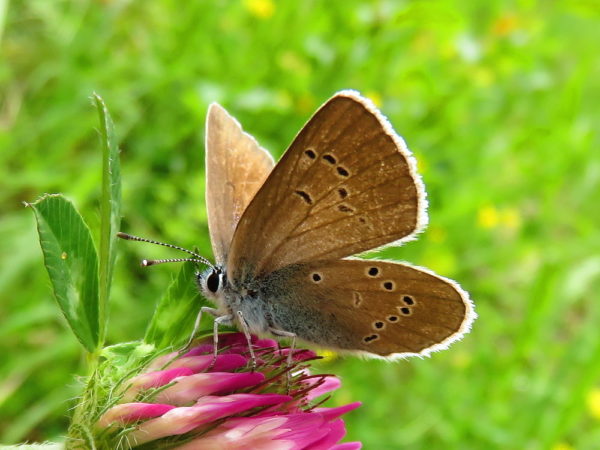 Klaverblauwtje (Cyaniris semiargus) vrouwtje