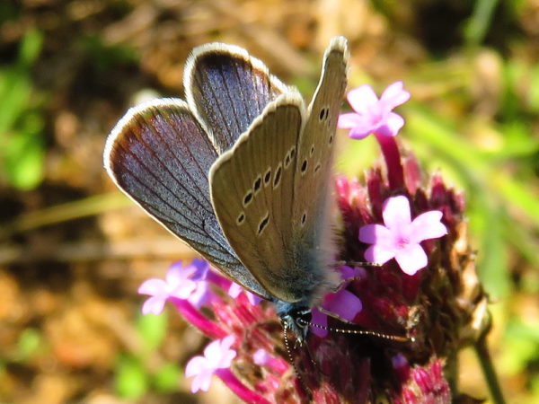 Klaverblauwtje (Cyaniris semiargus) mannetje