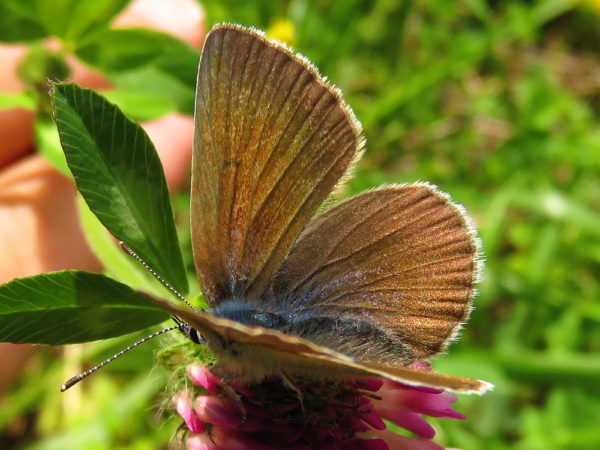Klaverblauwtje (Cyaniris semiargus) vrouwtje
