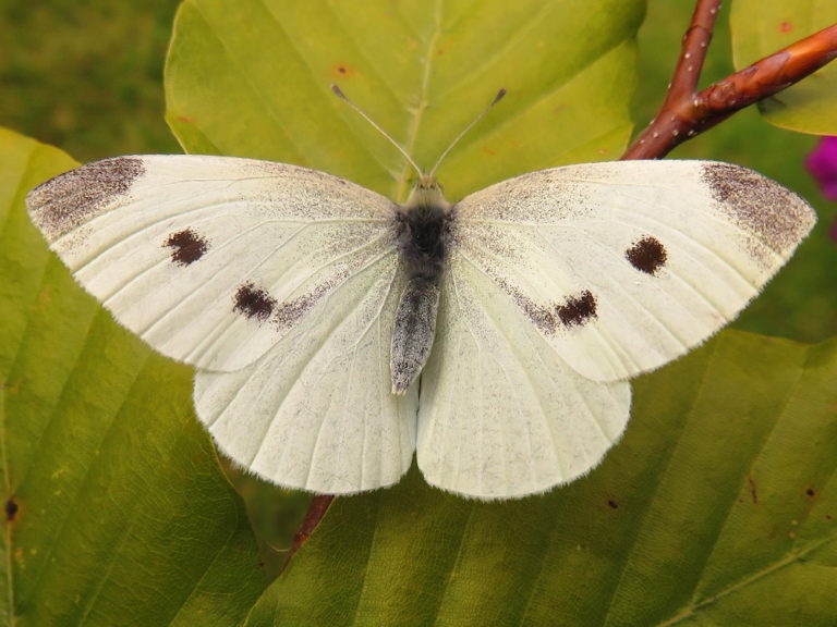 Klein koolwitje | Vlinders | Natuur dichtbij