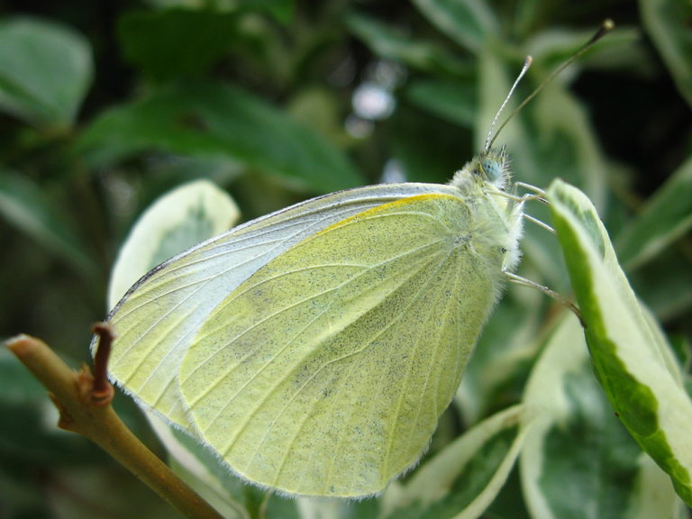 Klein koolwitje | Vlinders | Natuur dichtbij