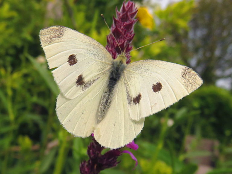 Klein koolwitje | Vlinders | Natuur dichtbij
