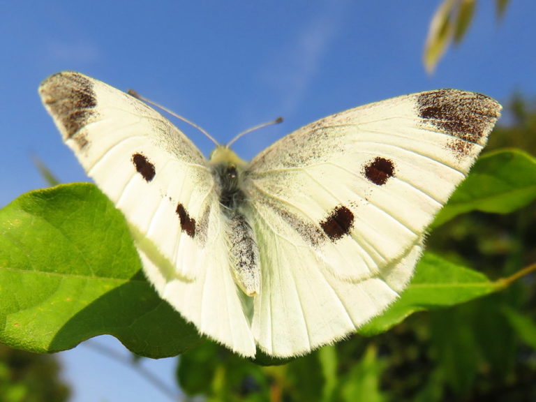 Klein koolwitje | Vlinders | Natuur dichtbij