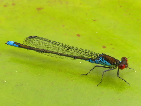 Kleine roodoogjuffer (Erythromma viridulum) mannetje