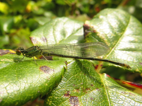 Kleine roodoogjuffer (Erythromma viridulum) jong mannetje