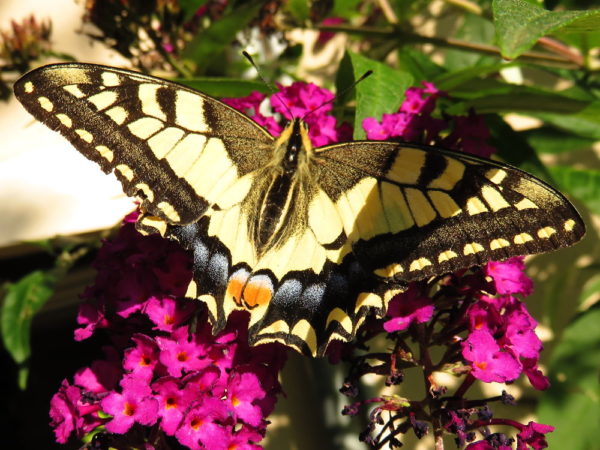 Koninginnenpage (Papilio machaon)