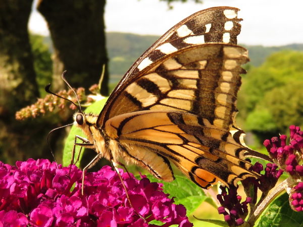 Koninginnenpage (Papilio machaon)