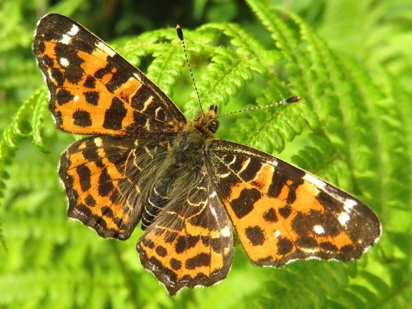 Landkaartje (Araschnia levana) voorjaarsvorm