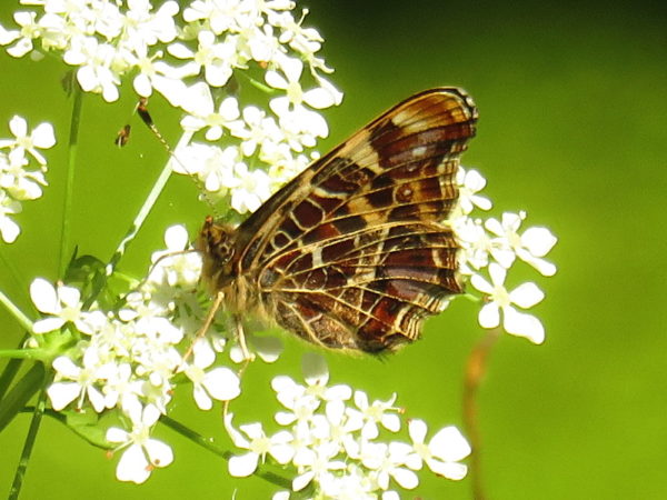 Landkaartje (Araschnia levana) voorjaarsvorm
