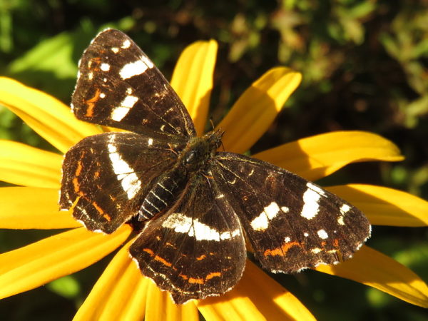 Landkaartje zomervariant (Araschnia levana)