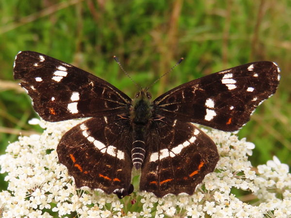 Landkaartje zomervariant (Araschnia levana)