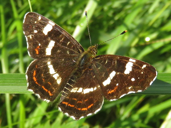 Landkaartje (Araschnia levana) zomervorm