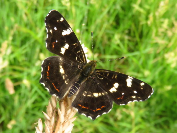Landkaartje (Araschnia levana)