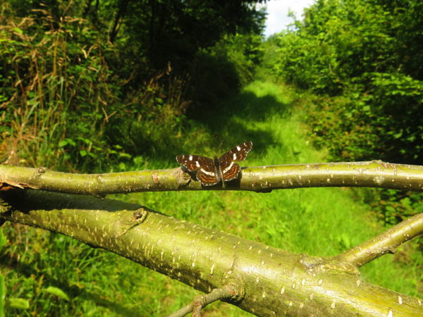 Landkaartje (Araschnia levana)