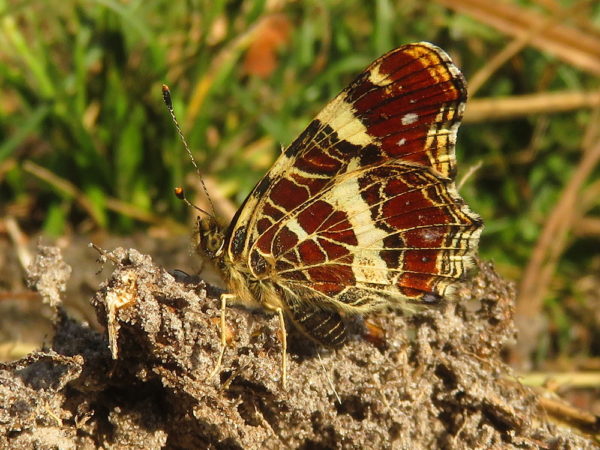 Landkaartje (Araschnia levana)