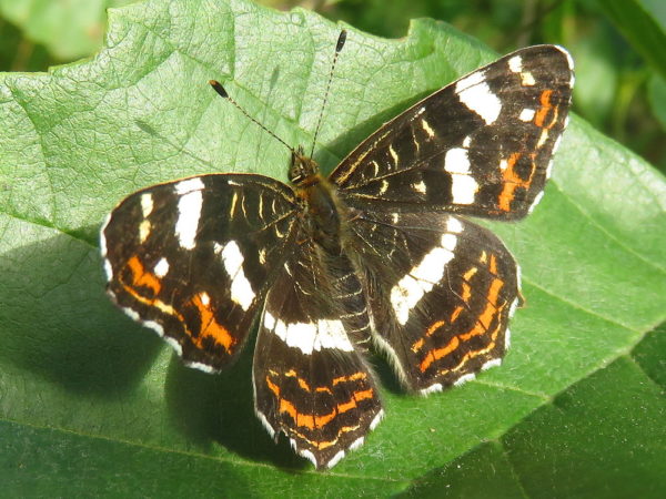 Landkaartje (Araschnia levana) forma porima