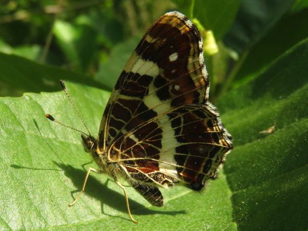 Landkaartje zomervariant (Araschnia levana) onderkant vleugel