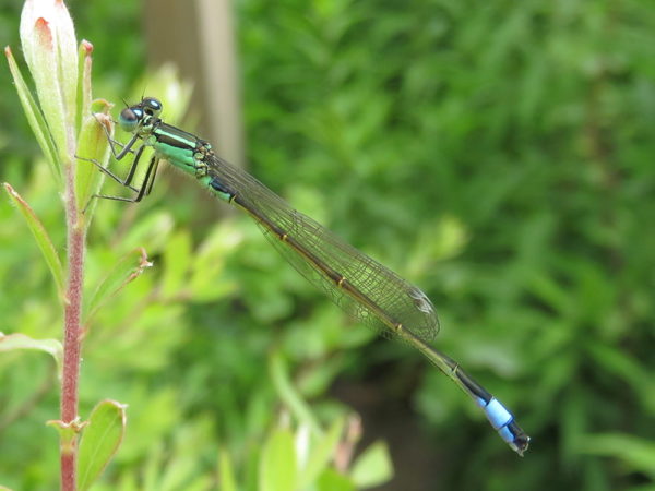 Lantaarntje (Ischnura elegans) jong mannetje