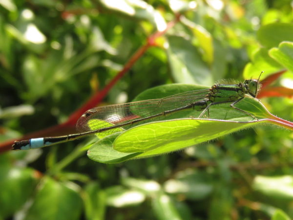 Lantaarntje (Ischnura elegans) jong mannetje
