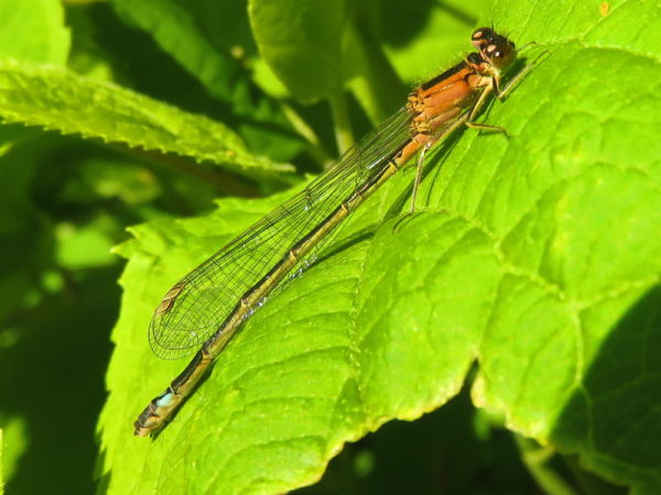 Lantaarntje (Ischnura elegans) vrouwtje roze oranje