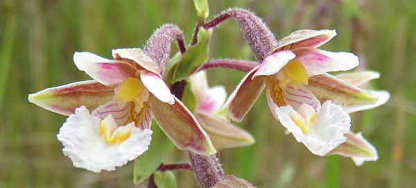 Moeraswespenorchis