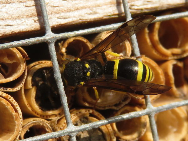 Muurwesp (Ancistrocerus nigricornis)