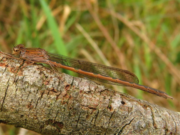 Noordse winterjuffer (Sympecma paedisca) mannetje