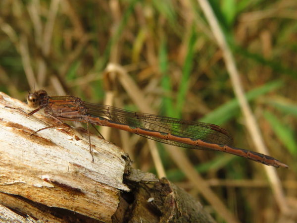 Noordse winterjuffer (Sympecma paedisca) mannetje