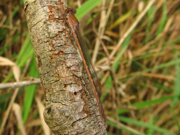 Noordse winterjuffer (Sympecma paedisca) mannetje