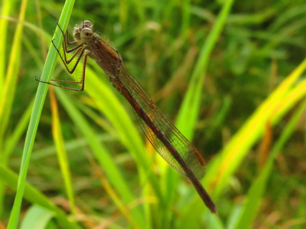 Noordse winterjuffer (Sympecma paedisca) mannetje