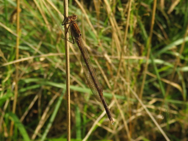 Noordse winterjuffer (Sympecma paedisca) mannetje